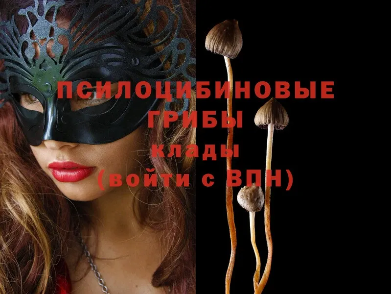 хочу наркоту  Астрахань  Галлюциногенные грибы Psilocybe 